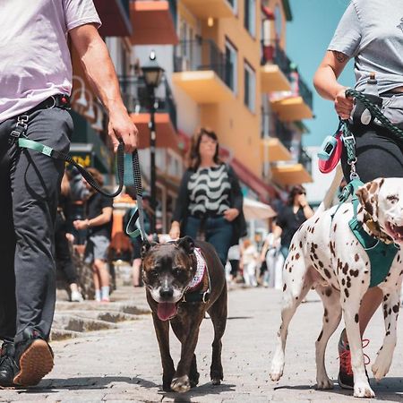 Chouette Tremblant Ski Inout Pedestrian Village مونت تريمبلانت المظهر الخارجي الصورة