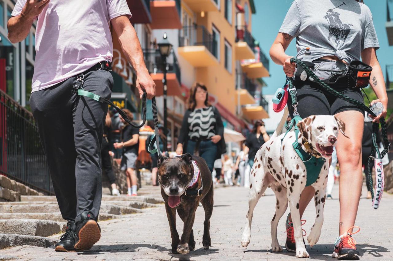 Chouette Tremblant Ski Inout Pedestrian Village مونت تريمبلانت المظهر الخارجي الصورة